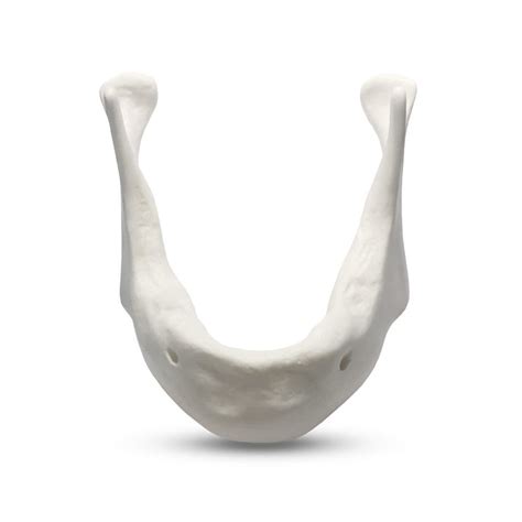 Modelo de mandíbula E81 L GF Dental para implantodontia para