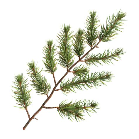 Pine Tree Leaves PNGs for Free Download