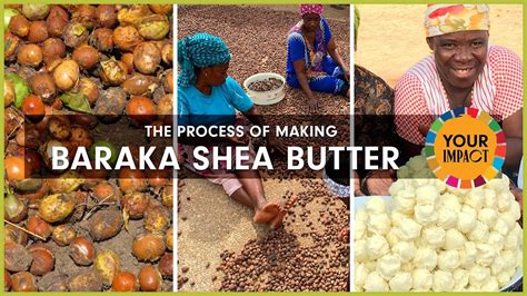 The Process Of Making Shea Butter Youtube