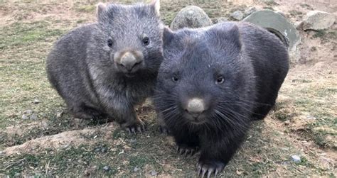 Wombat Roadkill Lowered By Wagga Researchers Virtual Fences Region