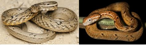 11 COMMON Snakes Found In Hong Kong 2024 Bird Watching HQ