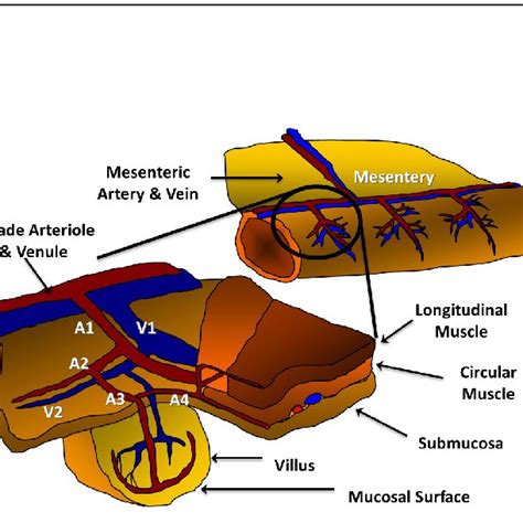 anatomy  nomenclature   terminal ileum microcirculation
