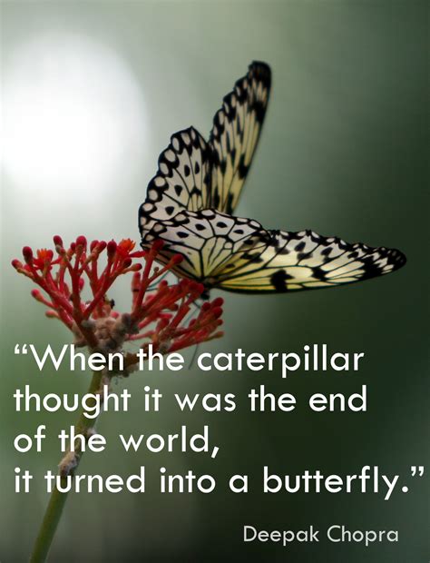 Metamorphosis Quotes. QuotesGram