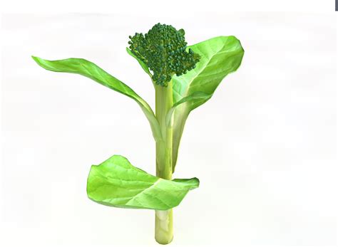 Broccoli Rabe 3d Model By Turbocg 3docean