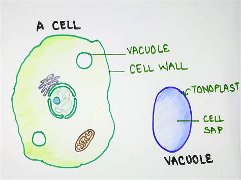 Central Vacuole Diagram