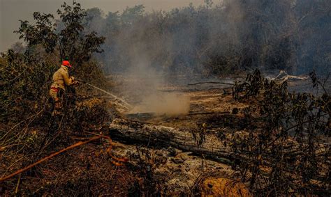 Vimos Animais Queimados Fugindo Do Fogo Relata Ambientalista Sobre