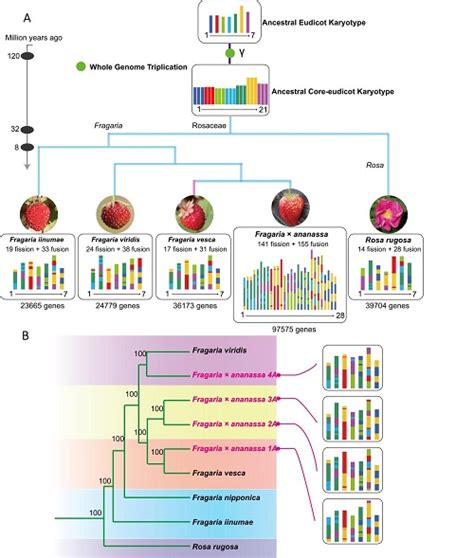 First Strawberry Complete Genome Release The Universe In 3000