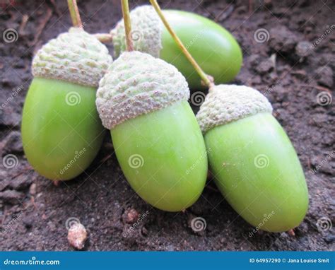 Acorn Seeds Stock Photo Image Of Twig Planting Acorn 64957290