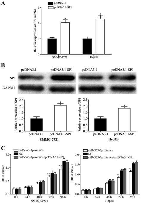 MicroRNA 363 3p Is Downregulated In Hepatocellular Carcinoma And