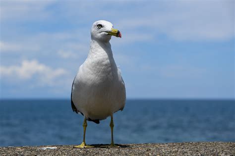 Animal Pájaro Gaviota Foto gratis en Pixabay Pixabay