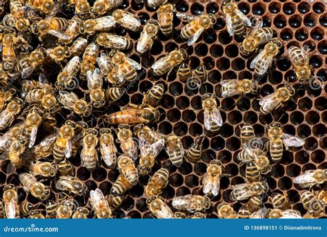 Bee Swarm Close Up Photo,Asiatic Honey Bee, Apis Cerana, Wild Bee Swarm ...