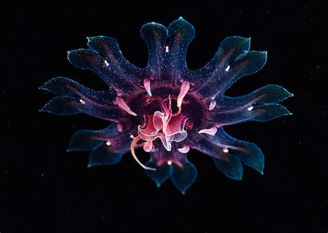 jellyfish-underwater-photography-alexander-semenov-17 – Fubiz Media