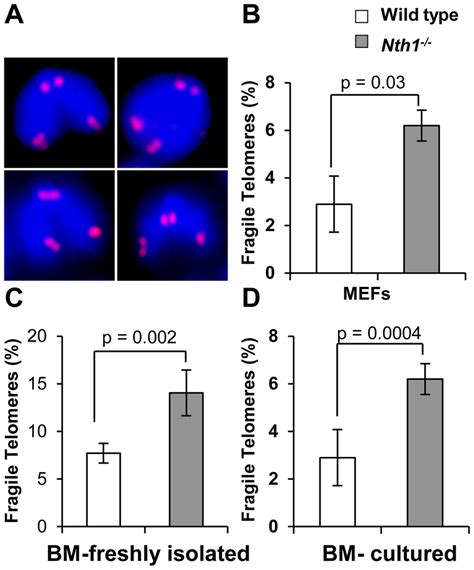 Fragile Telomeres In Wild Type And Nth Mouse Cells A Examples Of