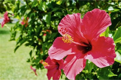 Seu Hibisco N O D Flor Saiba O Que Necess Rio Para Florescer Pets