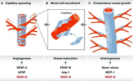 Depiction Of The Three Levels Of Neovascularization Angiogenesis A Is