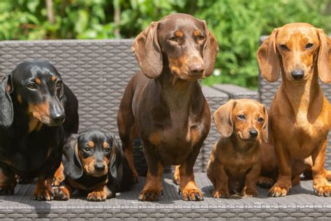 Dachshund Conheça A Raça Do Famoso Salsicha Jovem Pan