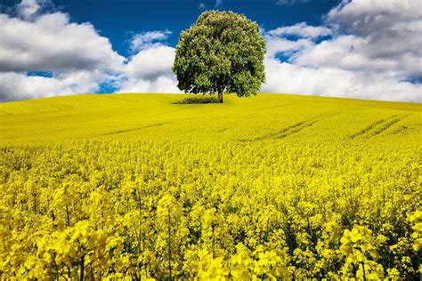 Primavera Colza Flor De Violación Foto gratis en Pixabay