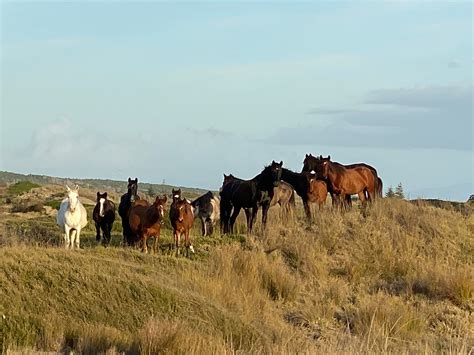 wild horse project homepage