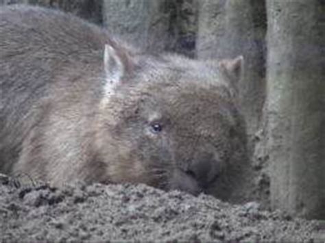 Wombat Burrows