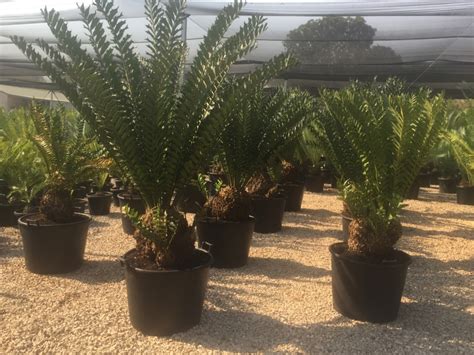 Advanced Cycads for Sale – Cycad International