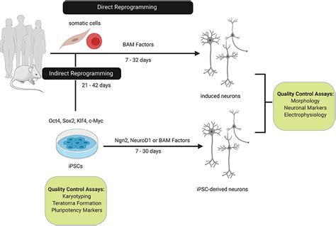 Frontiers The Ins And Outs Of Direct Reprogramming To Induced Neurons