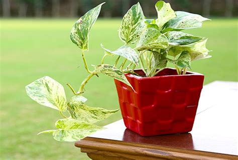 Vastu Tips For Money Plant Best Direction To Keep Money Plant At Home As Per Vastu In Hindi