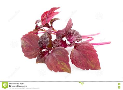 Feuille De Shiso De Perilla Sur Le Fond Blanc Photo Stock Image Du