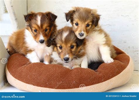 Three Cute Shetland Sheepdog Puppies Stock Photo Image 43122413