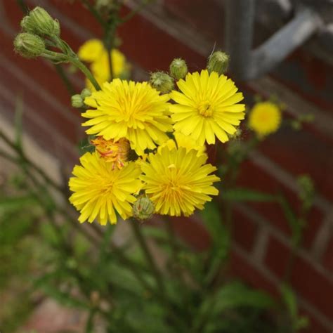 Kleinköpfiger Pippau Crepis capillaris