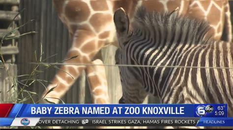 Baby Zebra Named At Zoo Knoxville Youtube