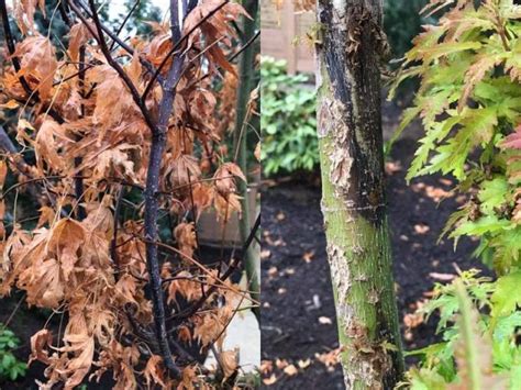 Common Japanese Maple Diseases With Pictures World Of Garden Plants