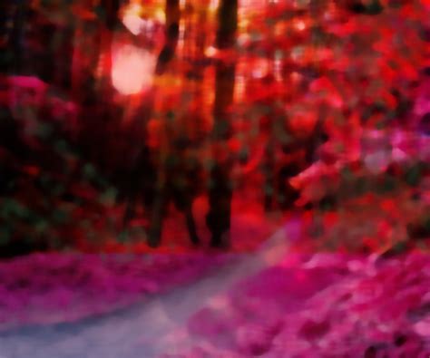 Aspen Forest