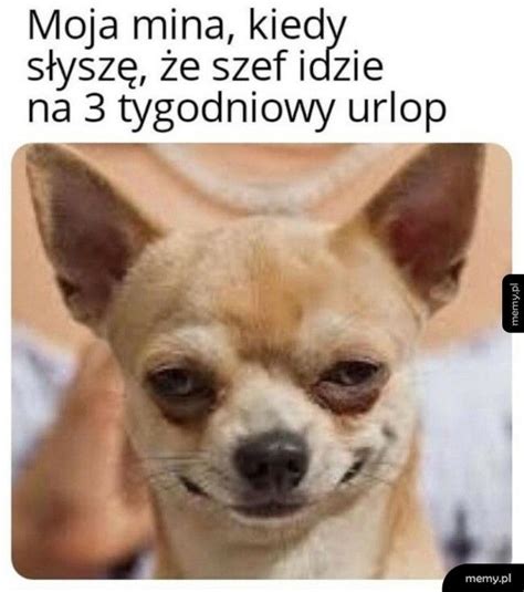 Szef Na Urlopie Slidety