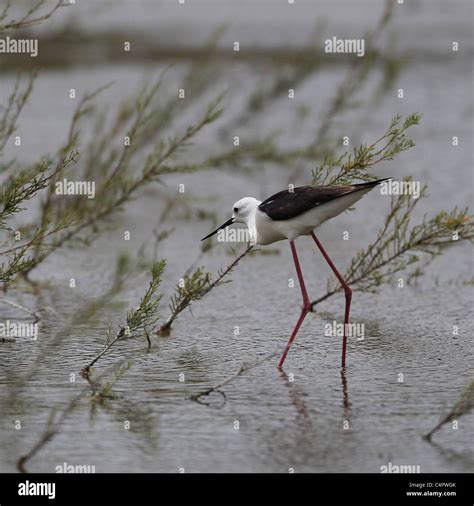 Black Winged Stilt Himantopus Himantopus At The Fuente De Piedra