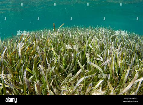 Shoal Grass In Ocean