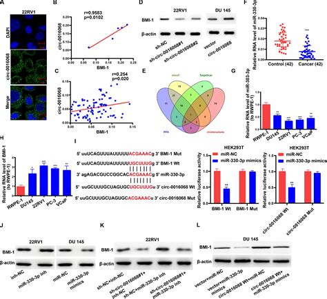 Frontiers Circular RNA Circ 0016068 Promotes The Growth Migration