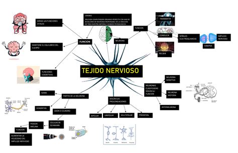 Mapa Mental Tejido Nervioso Esquemas Y Mapas Conceptuales De Histología Docsity