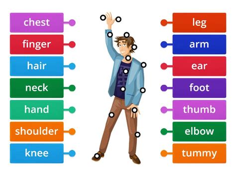 Body Parts Ano Labelled Diagram