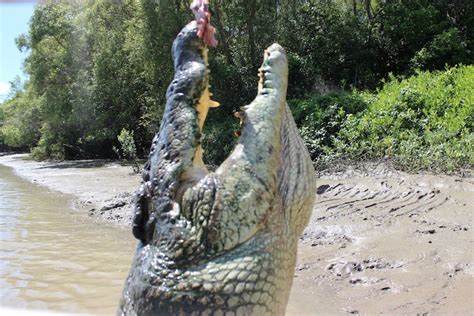 Jumping Crocodiles Of The Adelaide River Lateral Movements