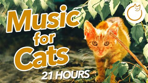 21 HOURS of Sleepy Cat Music - SO RELAXING - YouTube