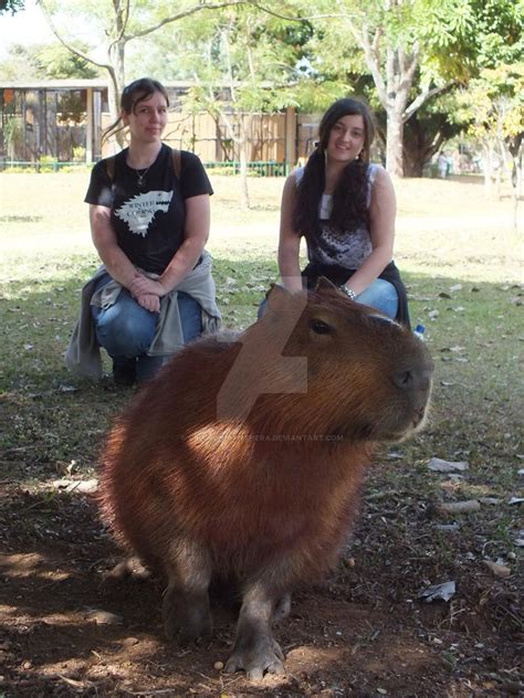 Capybara And People By Crimson Panthera On Deviantart