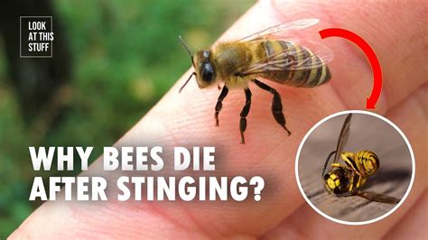 Why Do Bees Die After Stinging Youtube