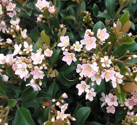 Dwarf Pink Indian Hawthorn | Calloway's Nursery