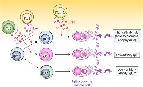 IgE In The Pathophysiology And Therapy Of Food Allergy Michelet