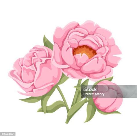 Pink Peony Stock Illustration Download Image Now Blossom Botany