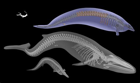 Ancient Whale May Be Heaviest Animal Ever