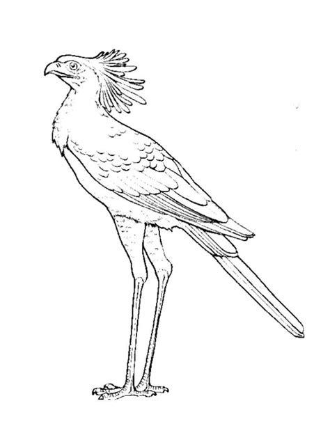 Secretary Bird Coloring Pages Free Printable