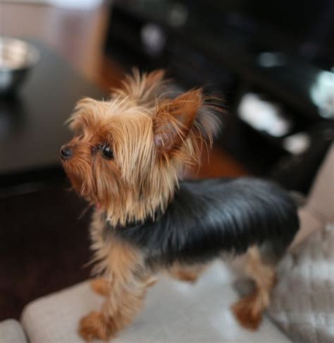 different cuts for teacup yorkshire terrier - Yahoo Search Results ...