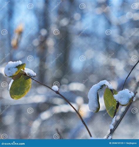 Image Of Small Twigs Stock Photo Image Of Celebration 204618120