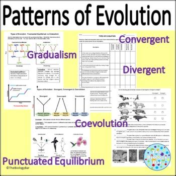 Patterns of Evolution Gradualism Punctuated Equilibrium Divergent and More